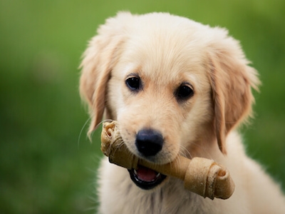 Cómo calcular la edad de tu perro en años humanos