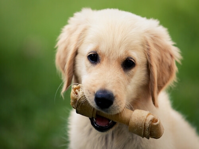 Cómo calcular la edad de tu perro en años humanos